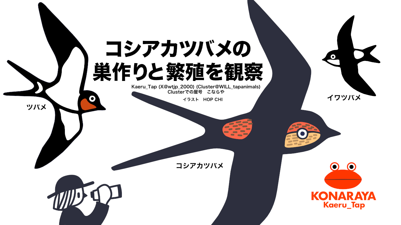 コシアカツバメの巣作りと繁殖を観察のサムネイル